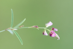 Alysicarpus pubescens